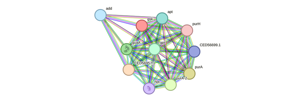 STRING protein interaction network