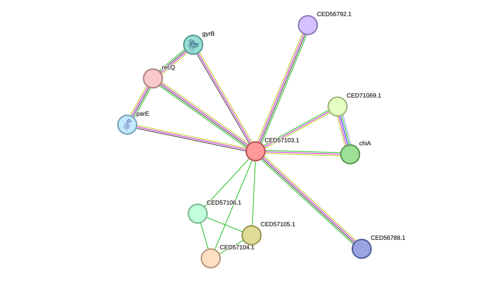 STRING protein interaction network