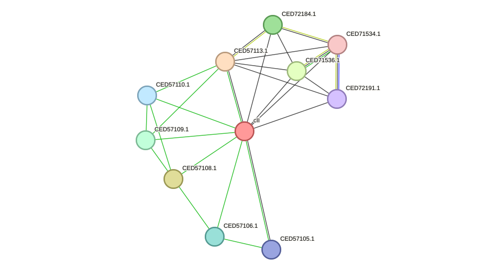STRING protein interaction network