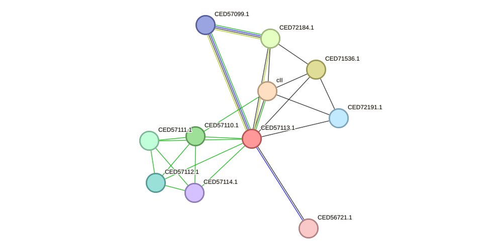 STRING protein interaction network