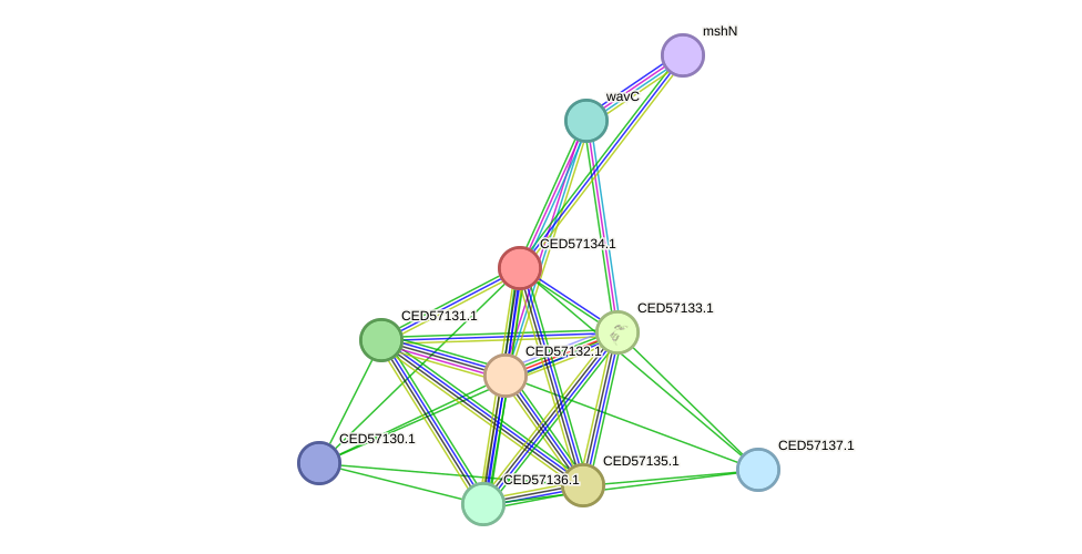 STRING protein interaction network