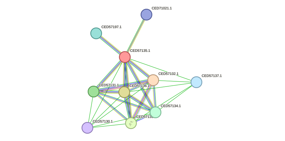 STRING protein interaction network