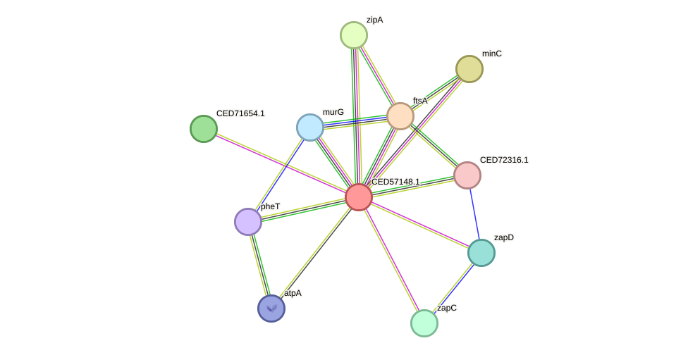 STRING protein interaction network