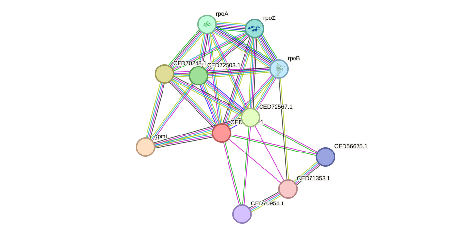 STRING protein interaction network