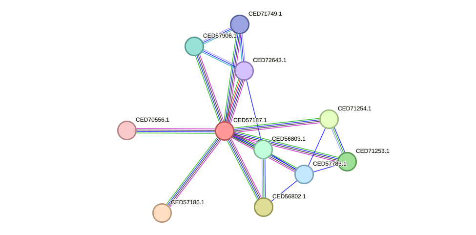 STRING protein interaction network
