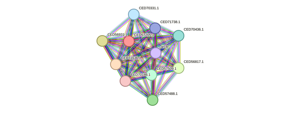 STRING protein interaction network
