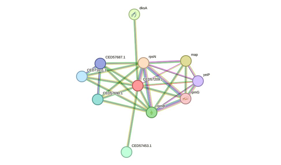 STRING protein interaction network
