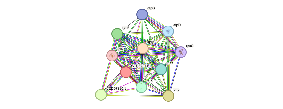 STRING protein interaction network