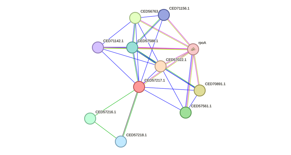 STRING protein interaction network
