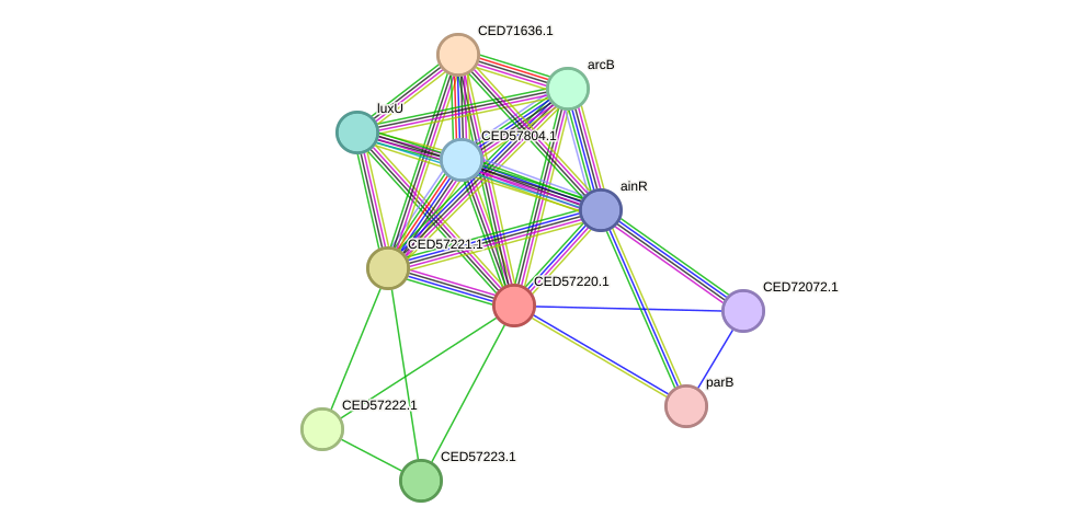STRING protein interaction network