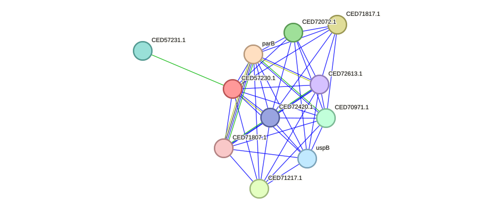 STRING protein interaction network