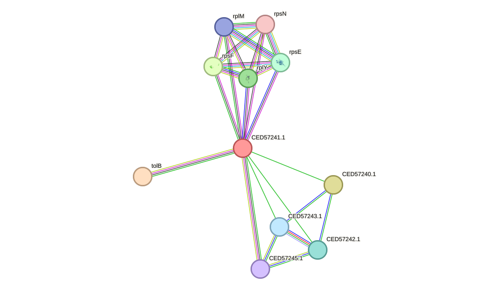 STRING protein interaction network