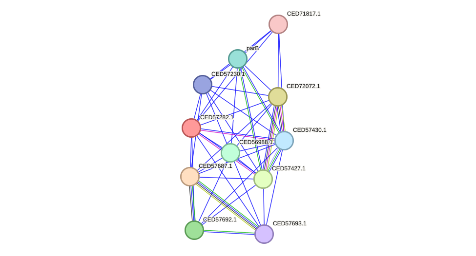 STRING protein interaction network