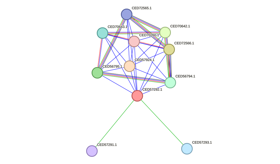 STRING protein interaction network
