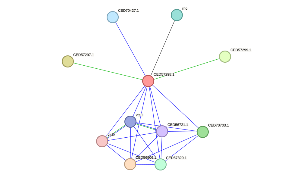 STRING protein interaction network