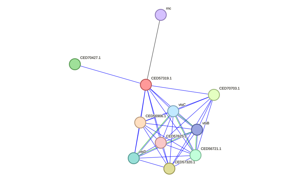 STRING protein interaction network