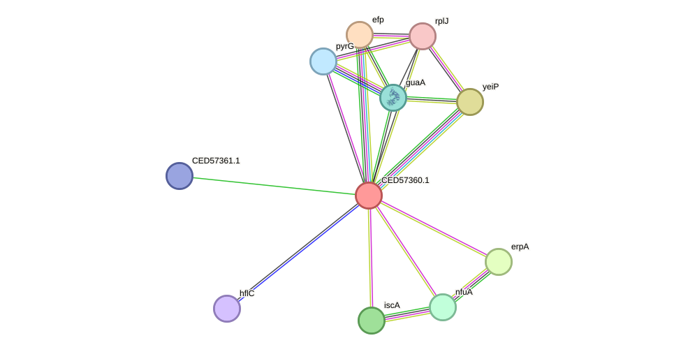 STRING protein interaction network