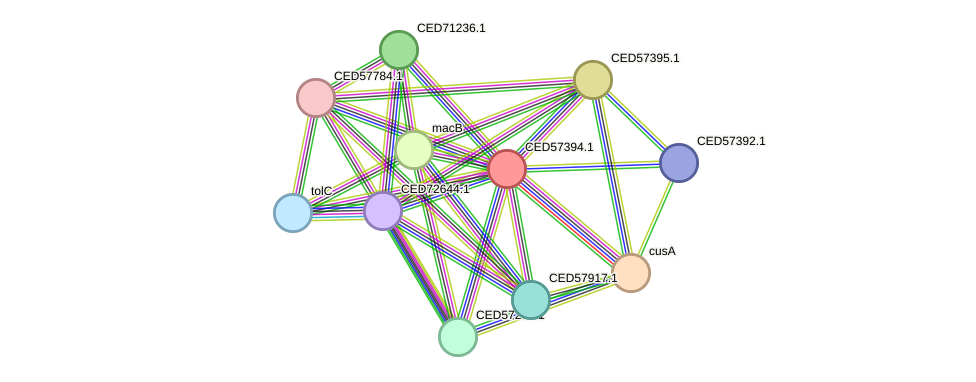 STRING protein interaction network