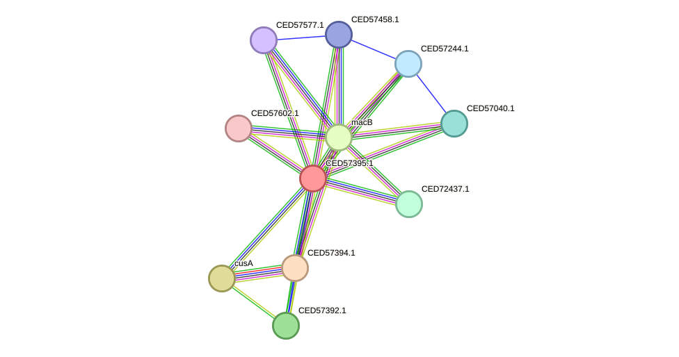 STRING protein interaction network