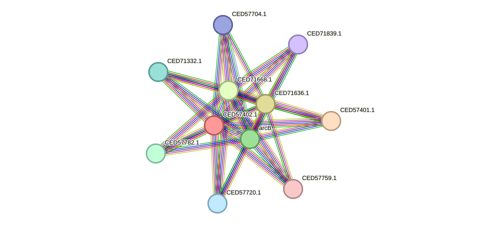 STRING protein interaction network