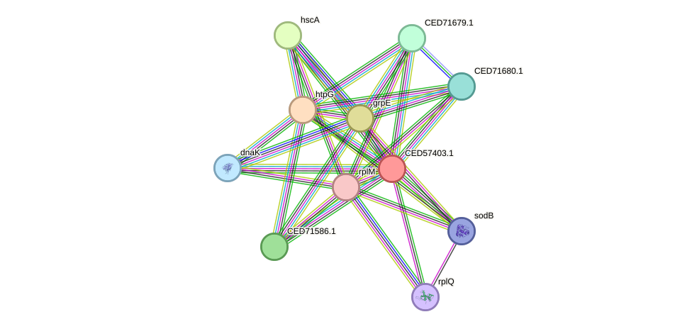 STRING protein interaction network