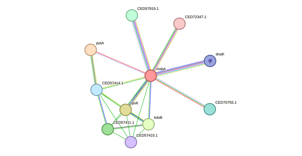 STRING protein interaction network