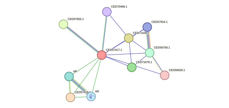 STRING protein interaction network