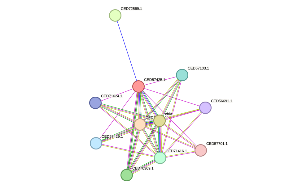 STRING protein interaction network