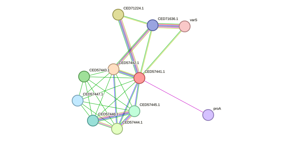 STRING protein interaction network