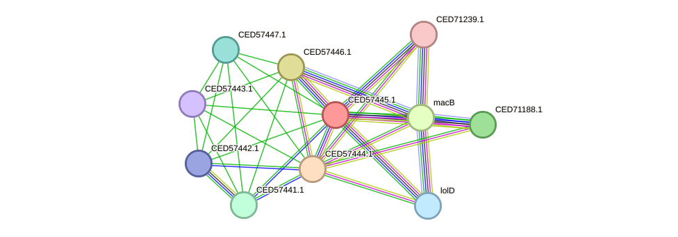 STRING protein interaction network