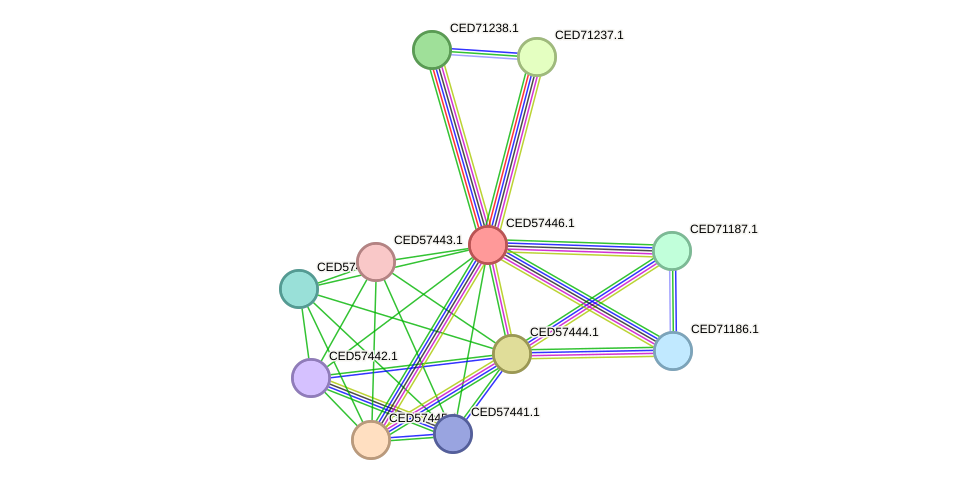 STRING protein interaction network