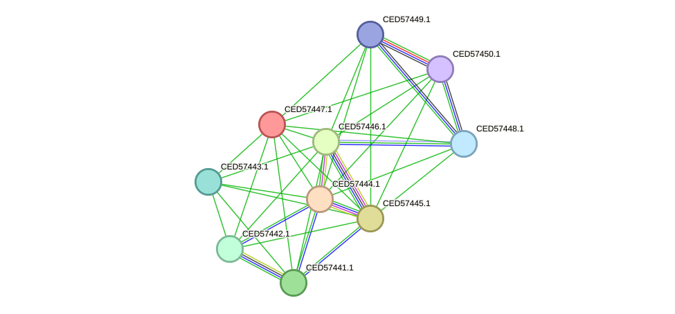 STRING protein interaction network