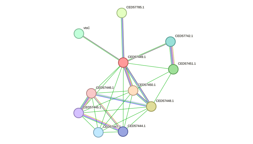 STRING protein interaction network