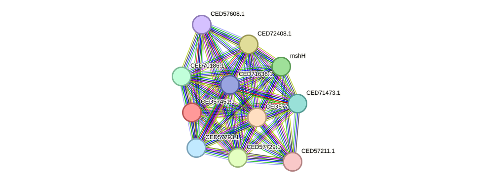 STRING protein interaction network