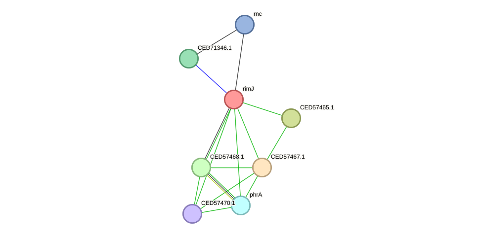 STRING protein interaction network