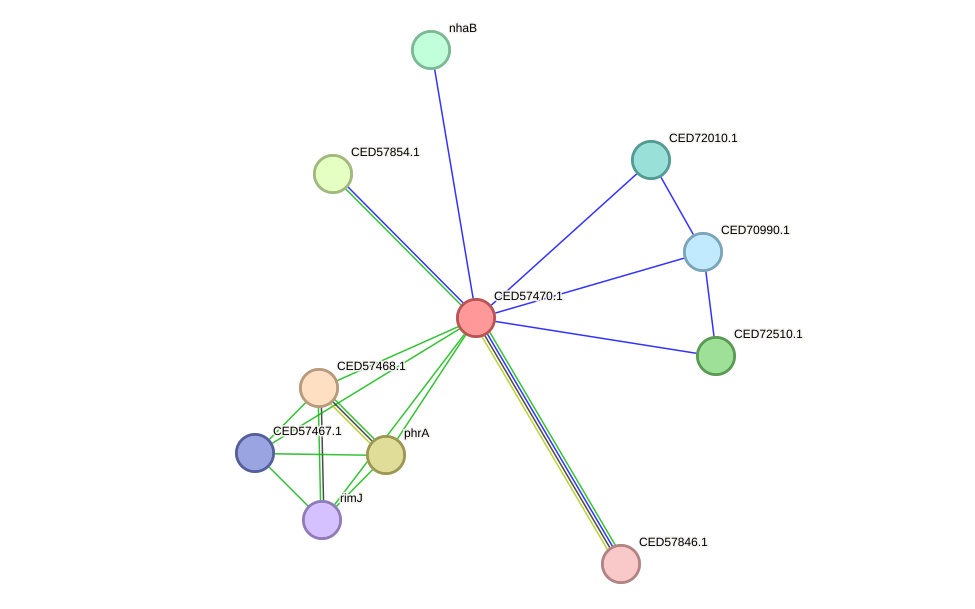 STRING protein interaction network