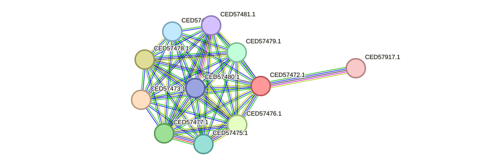 STRING protein interaction network