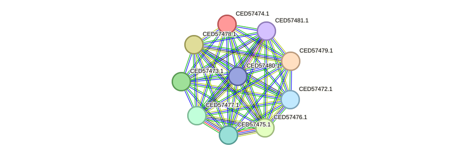 STRING protein interaction network