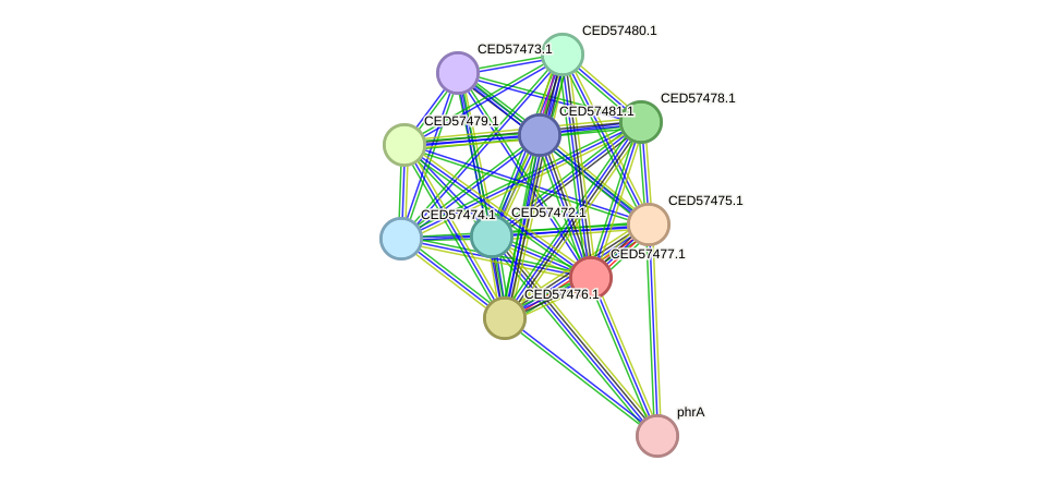 STRING protein interaction network