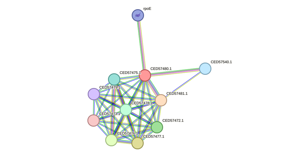 STRING protein interaction network