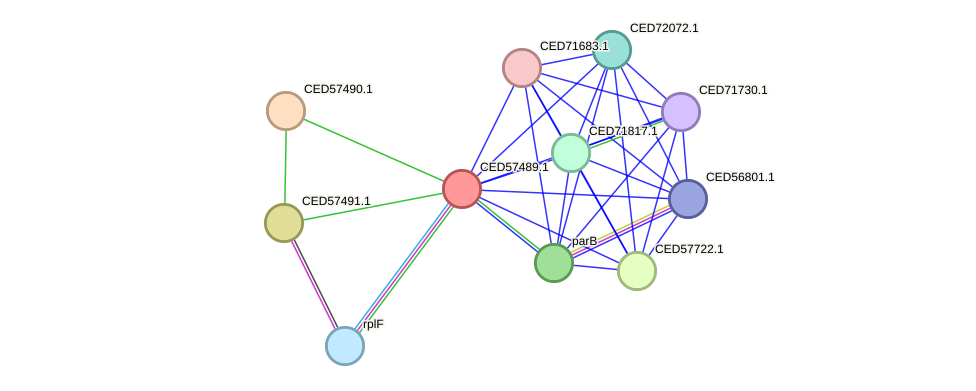 STRING protein interaction network