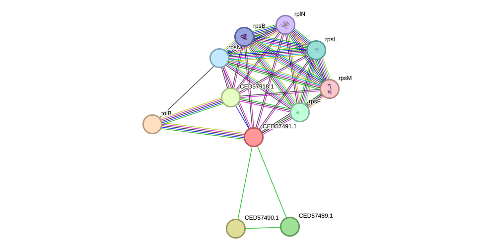 STRING protein interaction network