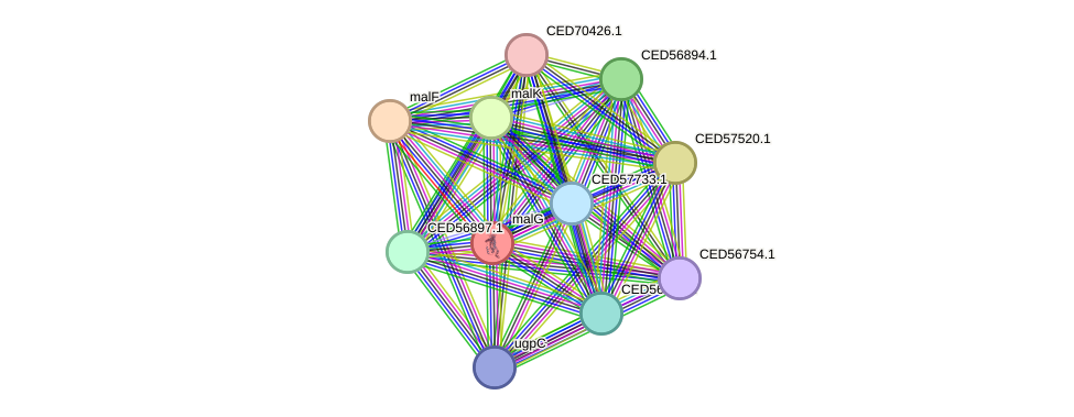STRING protein interaction network