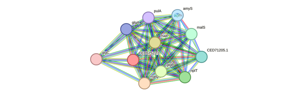 STRING protein interaction network