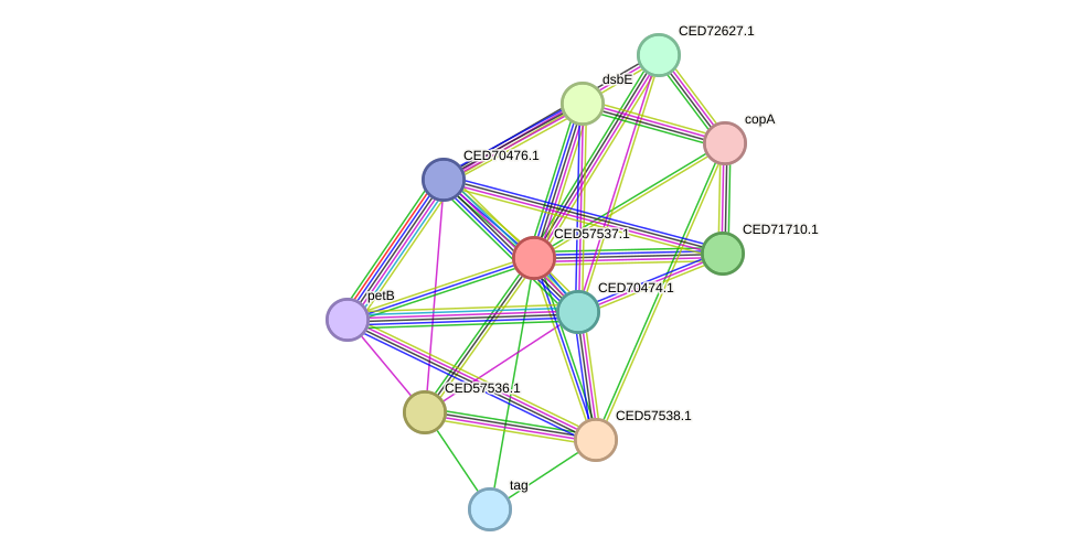STRING protein interaction network