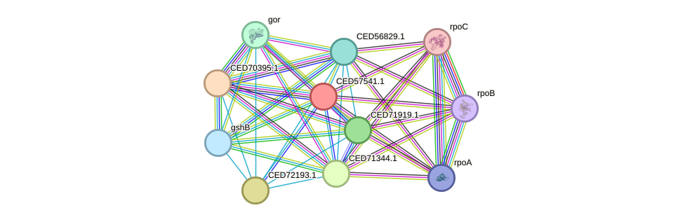STRING protein interaction network