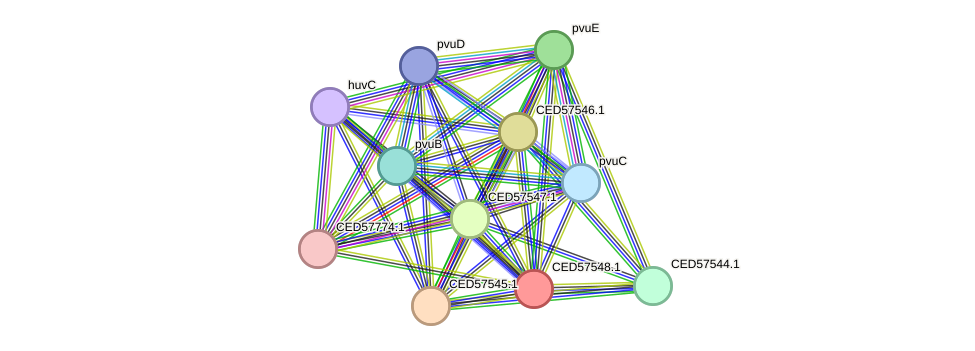 STRING protein interaction network