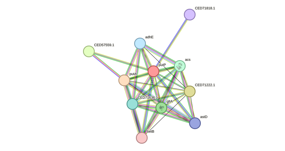 STRING protein interaction network
