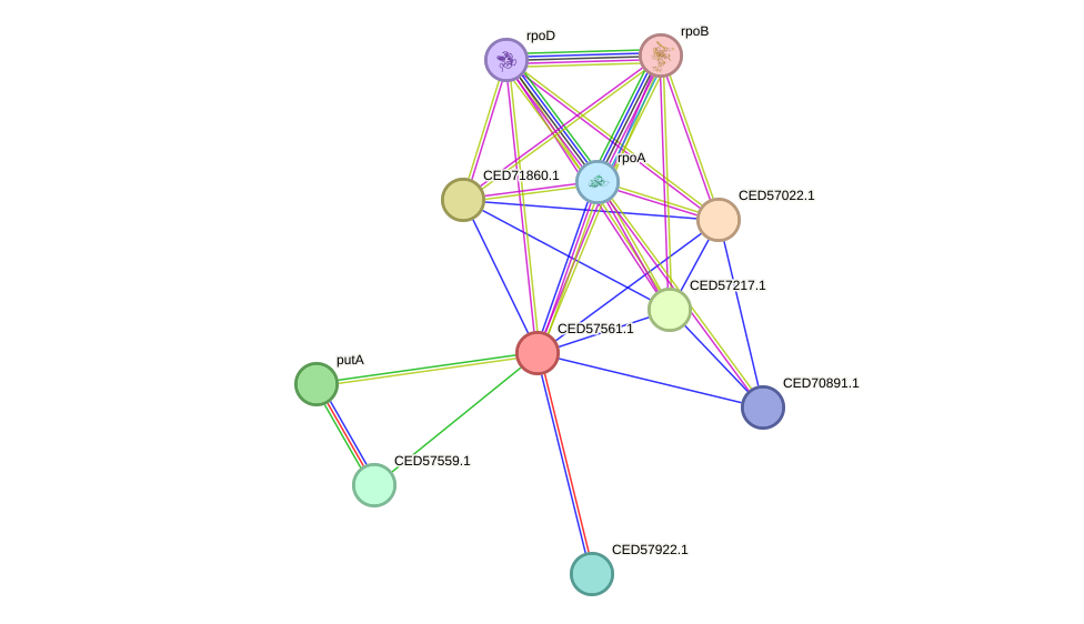 STRING protein interaction network