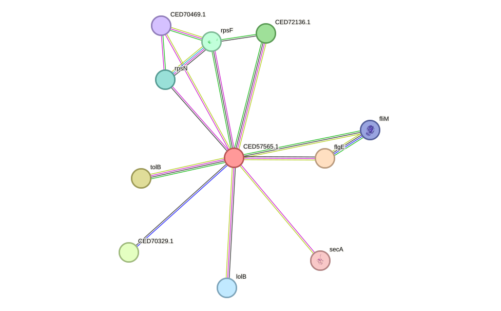 STRING protein interaction network